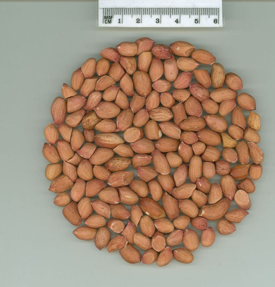 Click for 4 image(s) for this accession. SEED