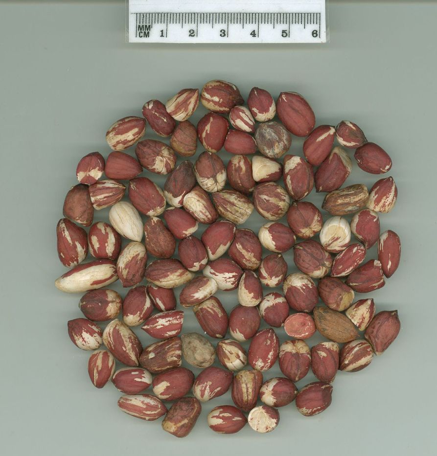 SEED