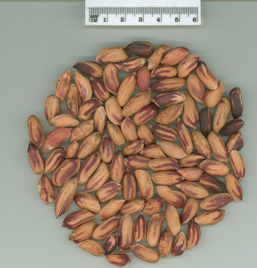 Click for 4 image(s) for this accession. SEED