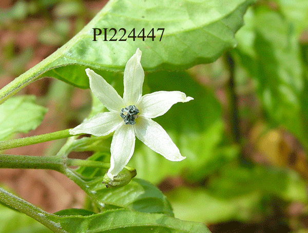 FLOWER