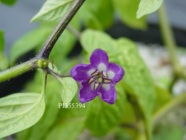 Click for 2 image(s) for this accession. FLOWER