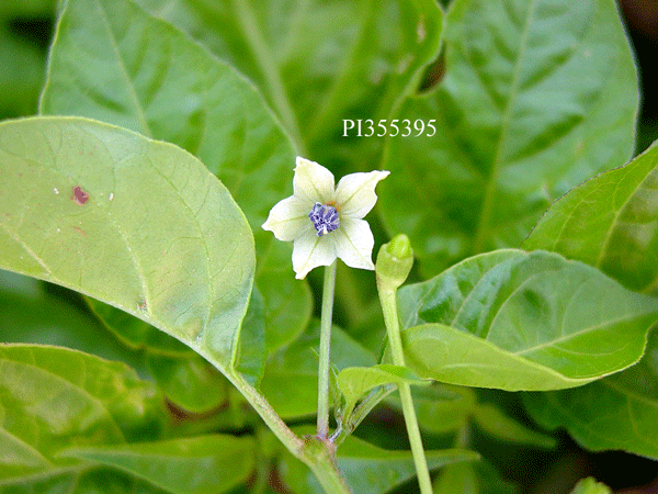 Click for 4 image(s) for this accession. FLOWER