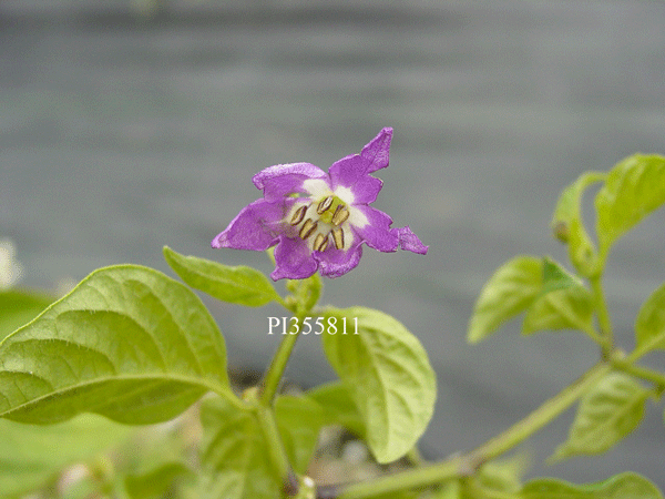 Click for 2 image(s) for this accession. FLOWER