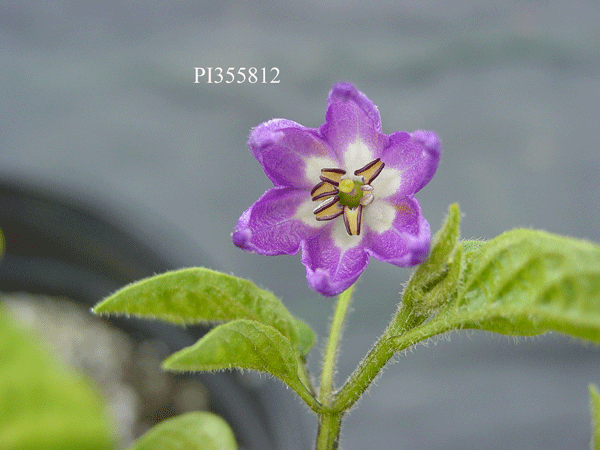 Click for 2 image(s) for this accession. FLOWER