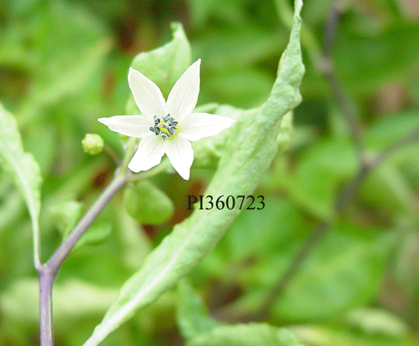 Click for 4 image(s) for this accession. FLOWER