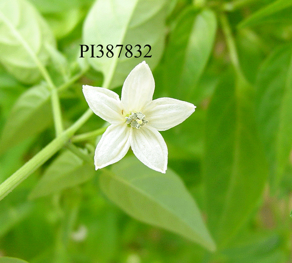 Click for 1 image(s) for this accession. FLOWER