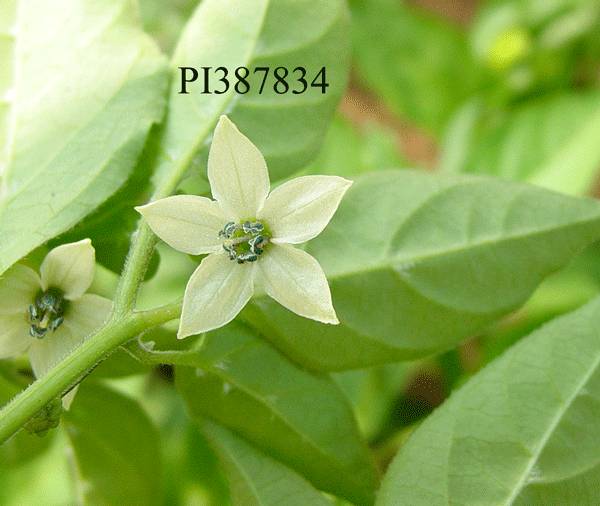 Click for 1 image(s) for this accession. FLOWER