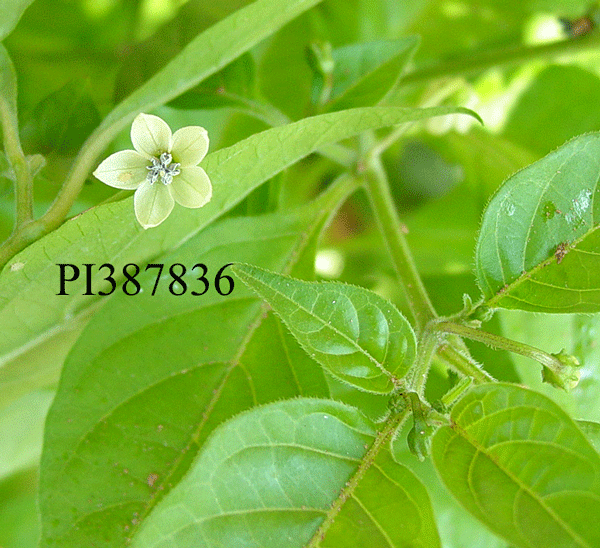Click for 1 image(s) for this accession. FLOWER
