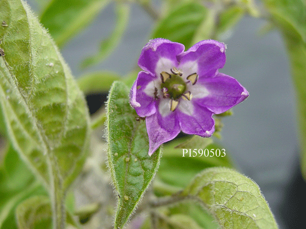 FLOWER