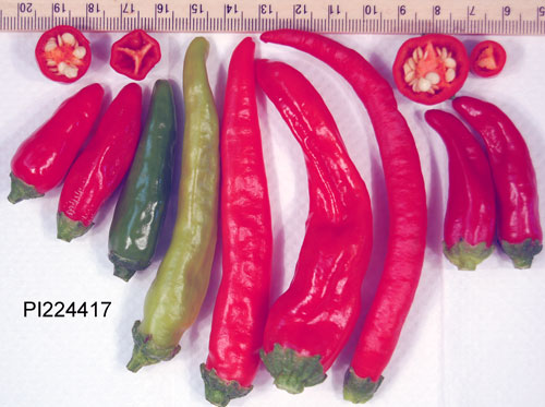FRUIT