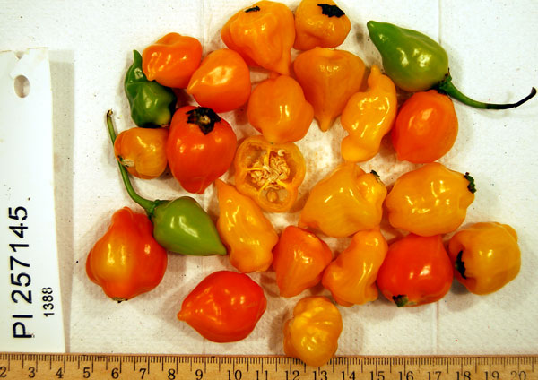FRUIT
