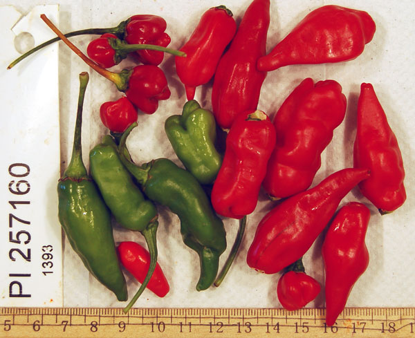 FRUIT