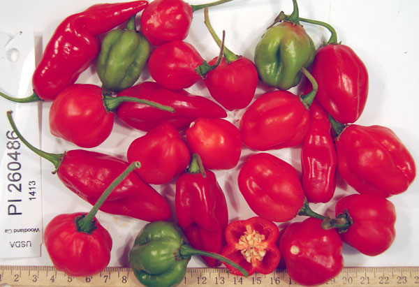 FRUIT