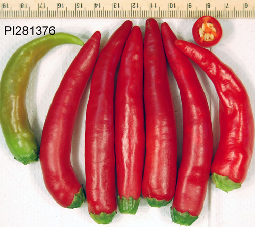 FRUIT
