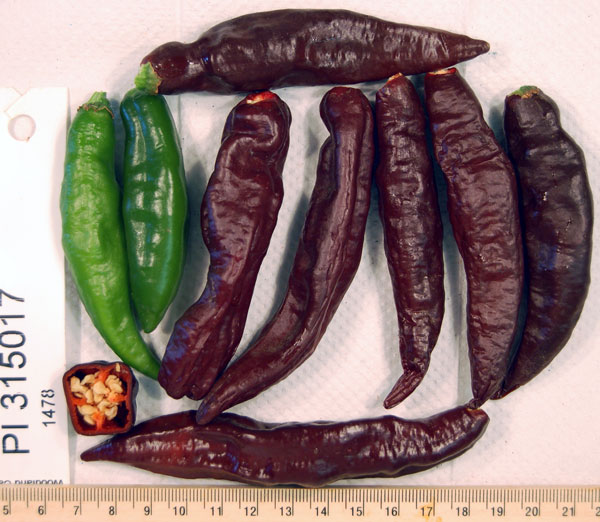 FRUIT