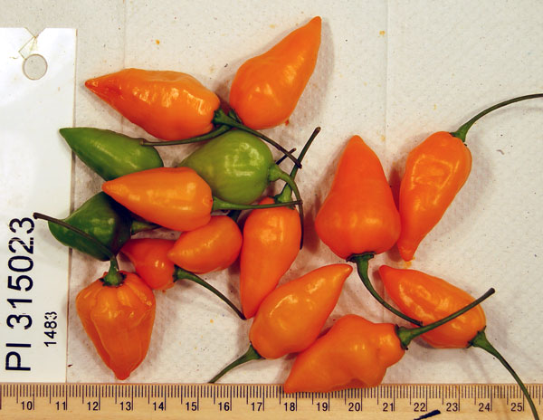 FRUIT