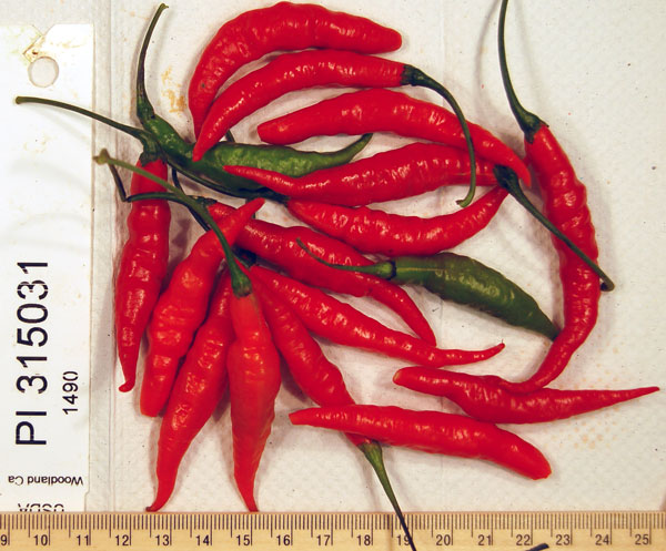 FRUIT