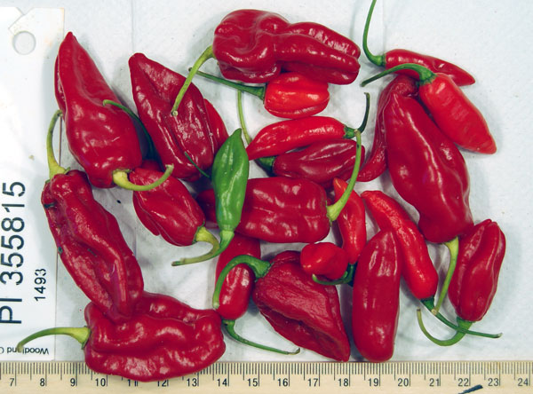 Click for 1 image(s) for this accession. FRUIT