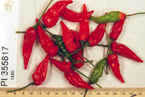 Click for 1 image(s) for this accession. FRUIT