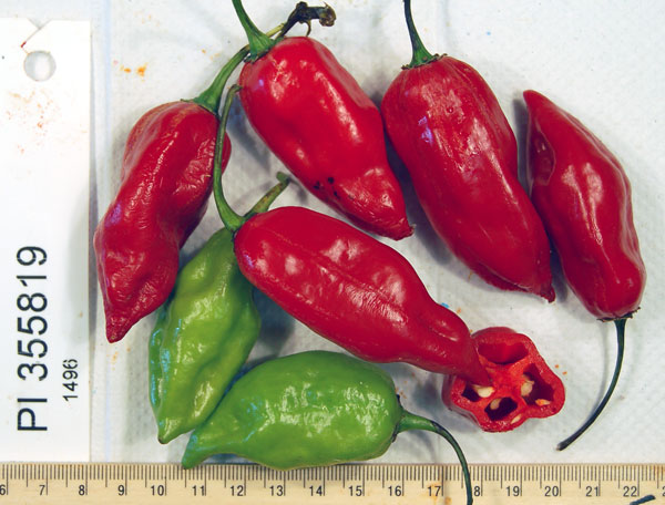 Click for 1 image(s) for this accession. FRUIT