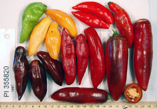 Click for 1 image(s) for this accession. FRUIT
