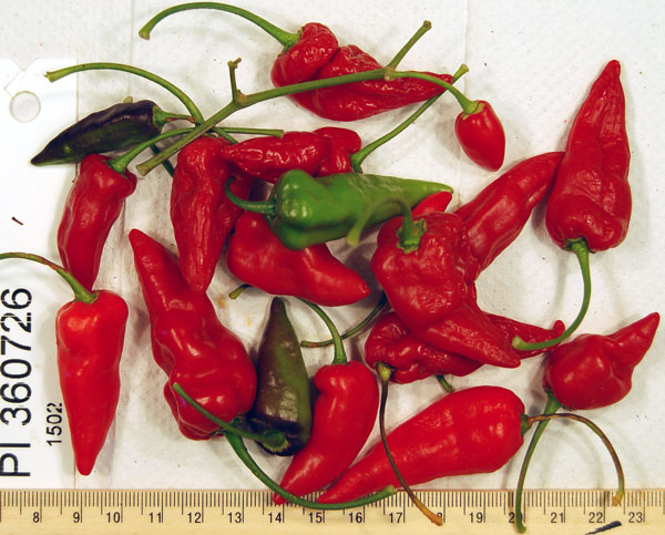Click for 1 image(s) for this accession. FRUIT