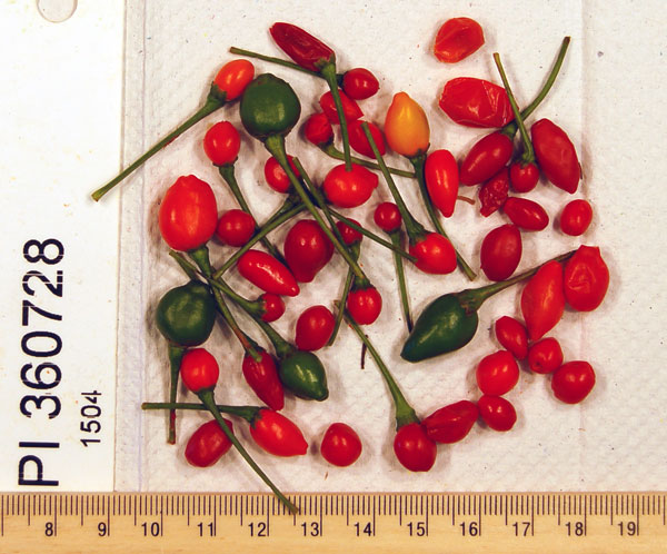 Click for 1 image(s) for this accession. FRUIT