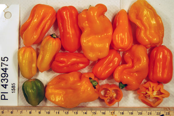 FRUIT