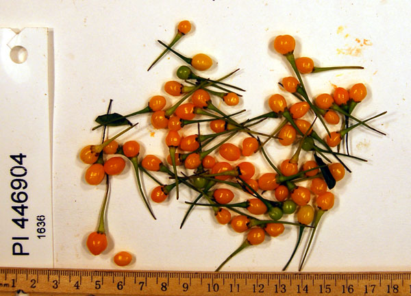 FRUIT
