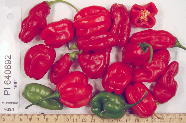 Click for 1 image(s) for this accession. FRUIT