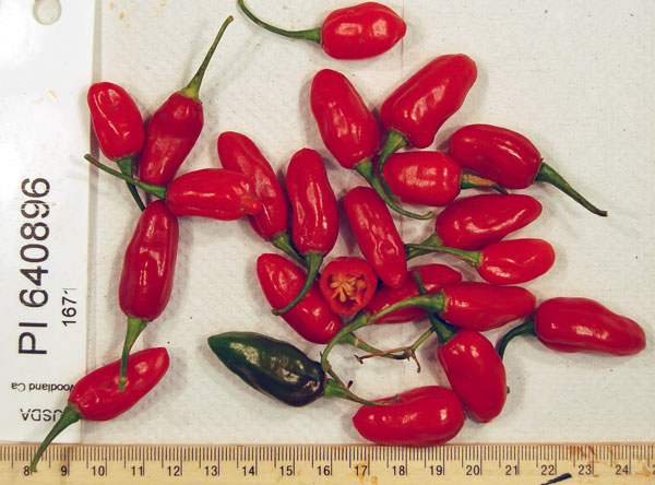 Click for 3 image(s) for this accession. FRUIT
