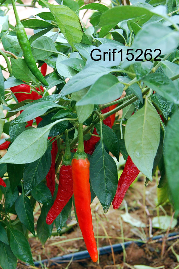 Click for 1 image(s) for this accession. FRUIT