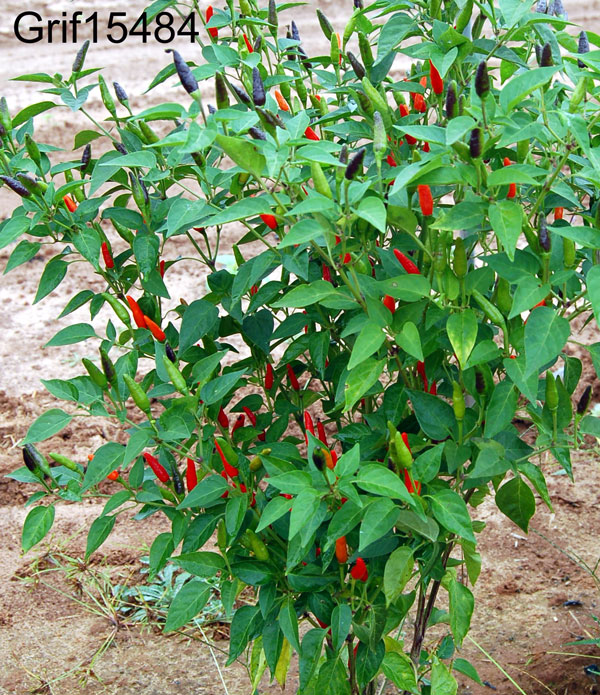 Click for 1 image(s) for this accession. FRUIT