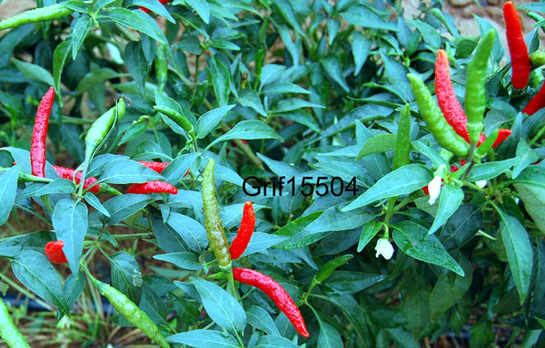 Click for 1 image(s) for this accession. FRUIT