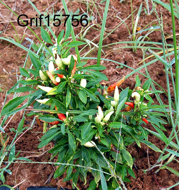 Click for 1 image(s) for this accession. FRUIT