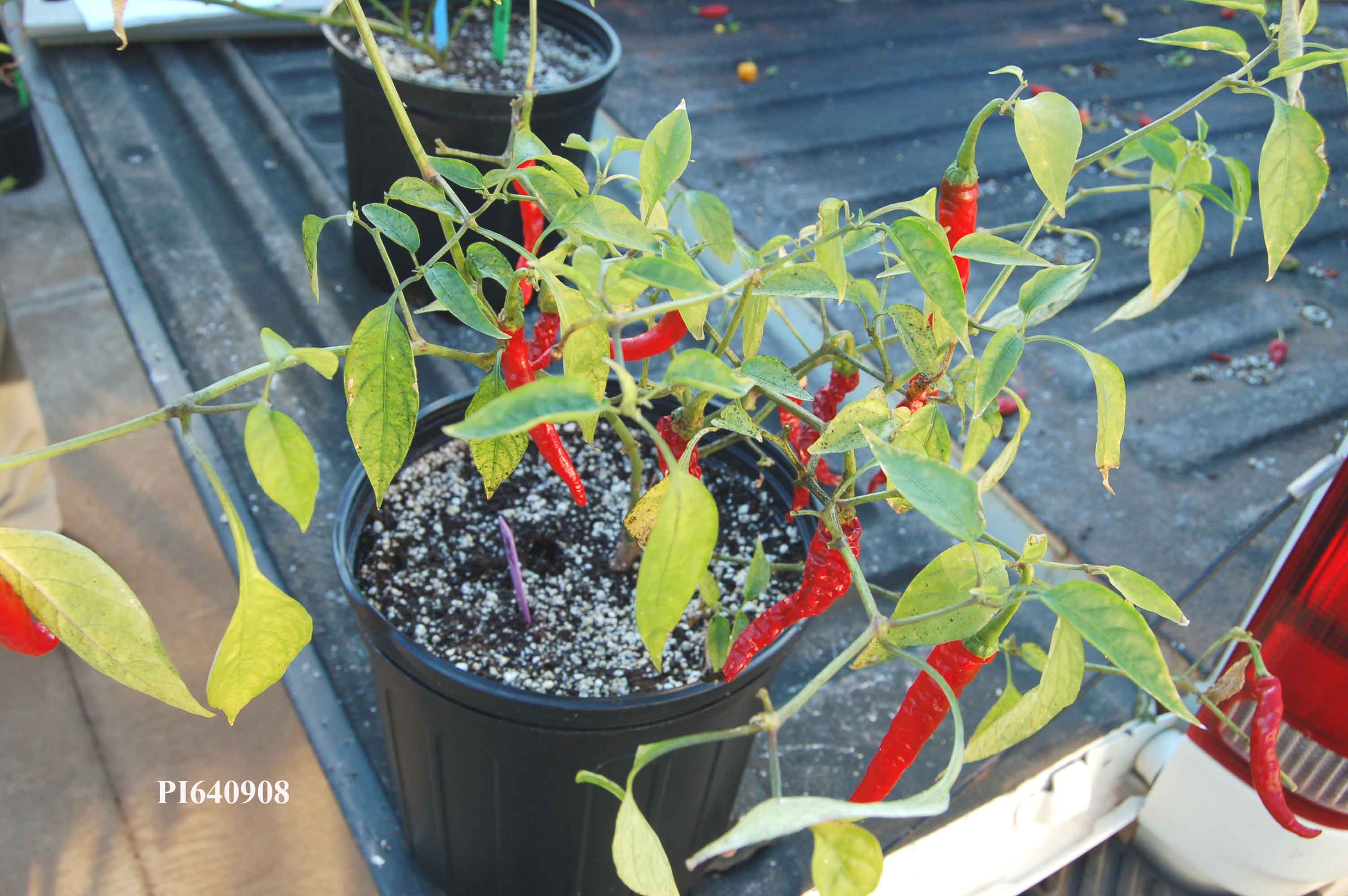 Click for 1 image(s) for this accession. PLANT