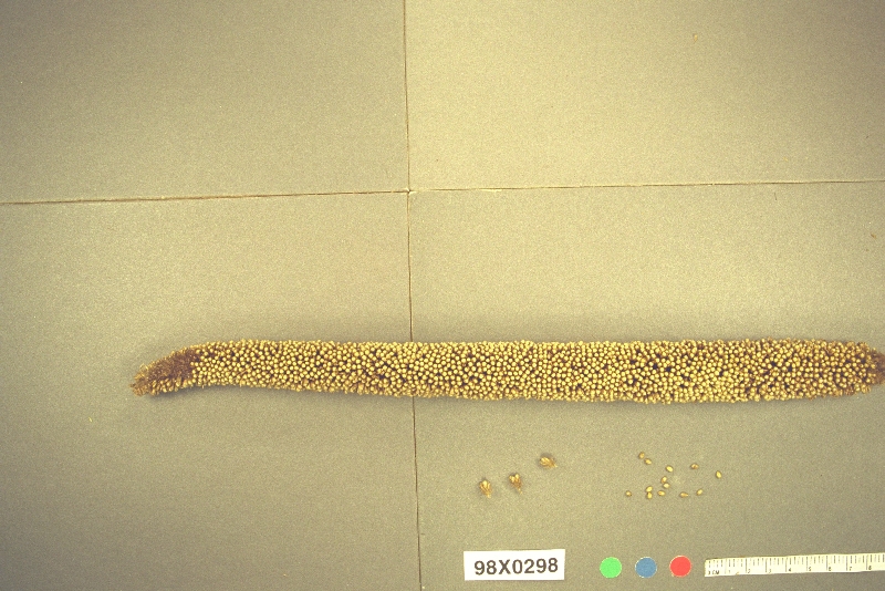 Click for 1 image(s) for this accession. PANICLE