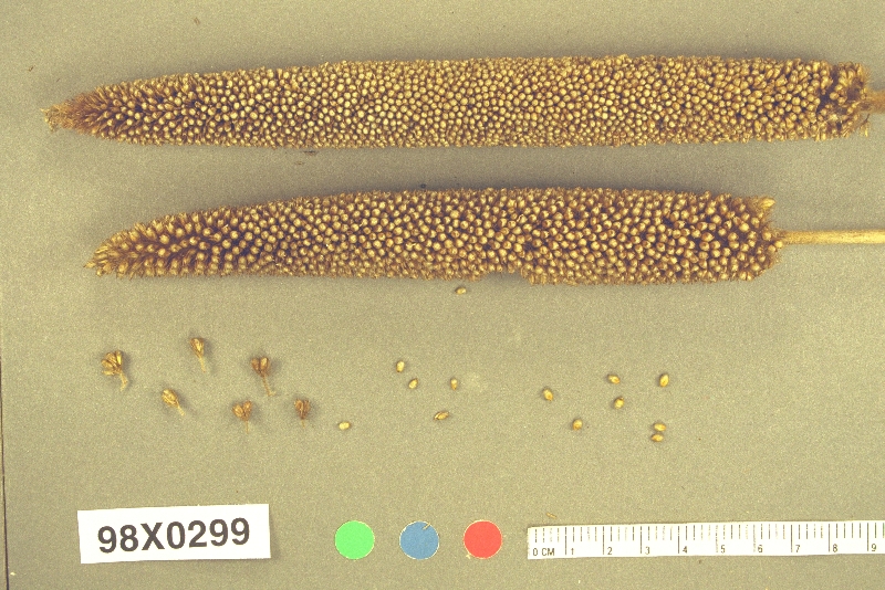 Click for 1 image(s) for this accession. PANICLE