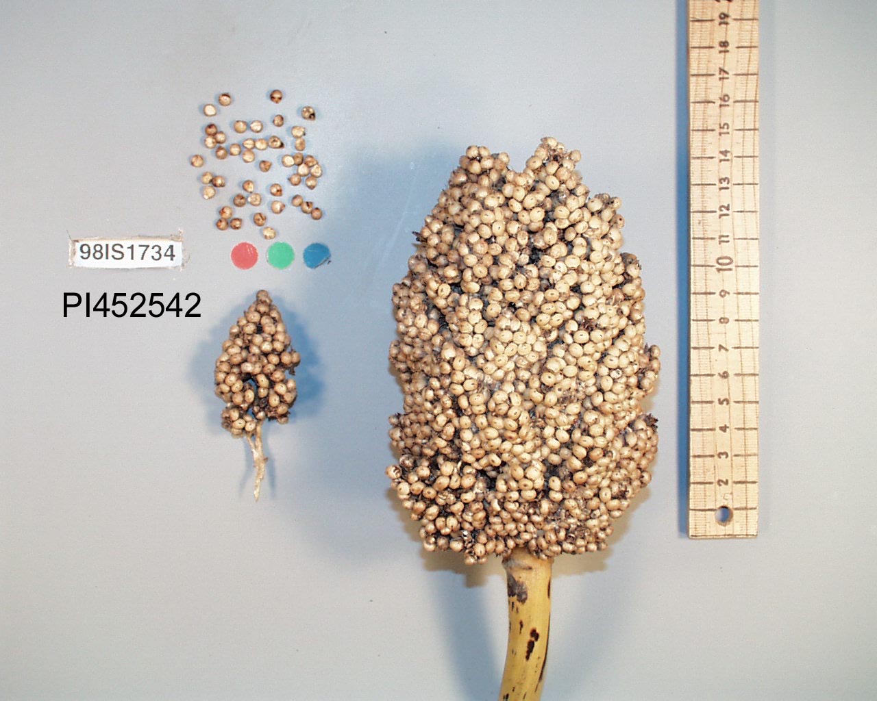 PANICLE
