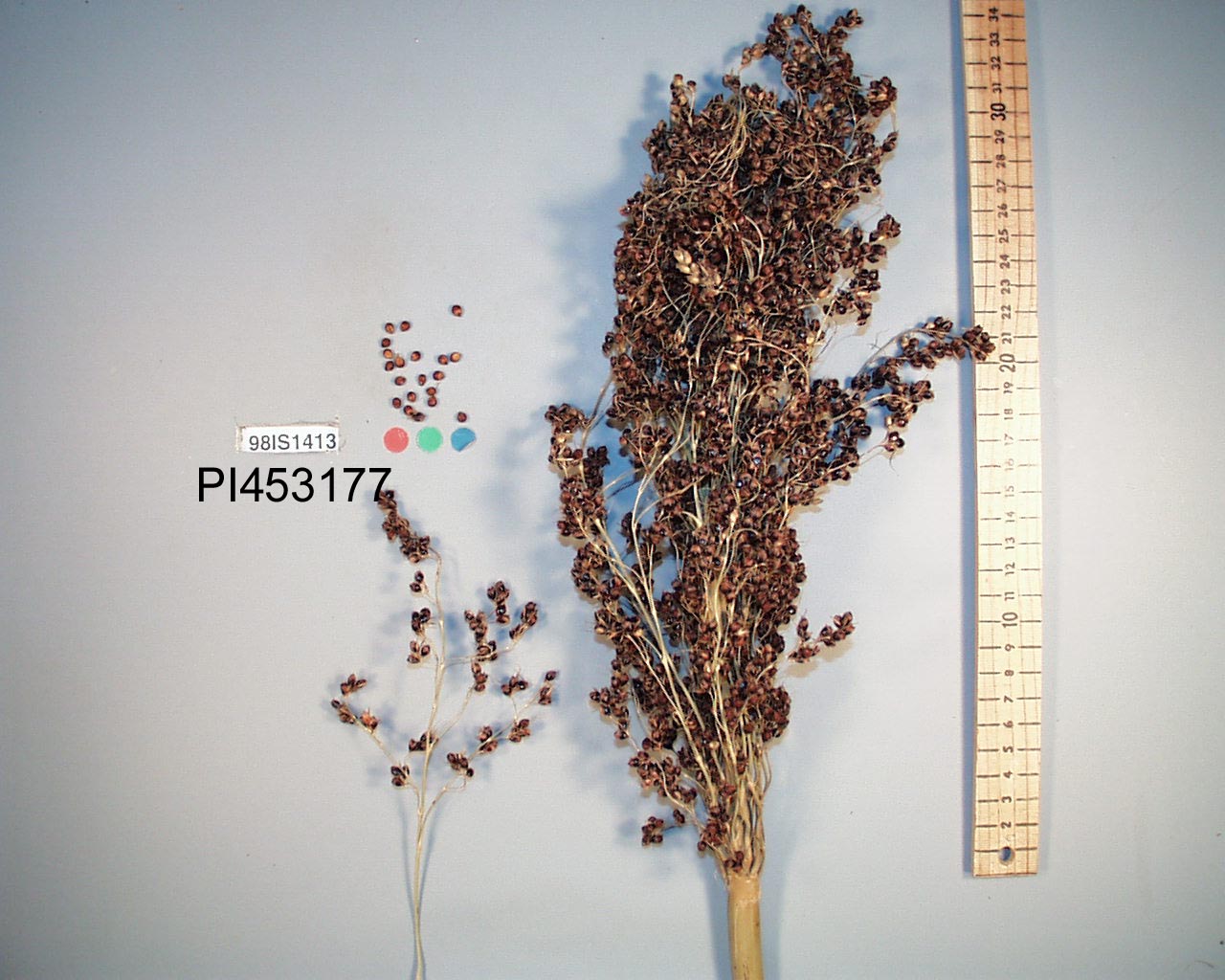 PANICLE