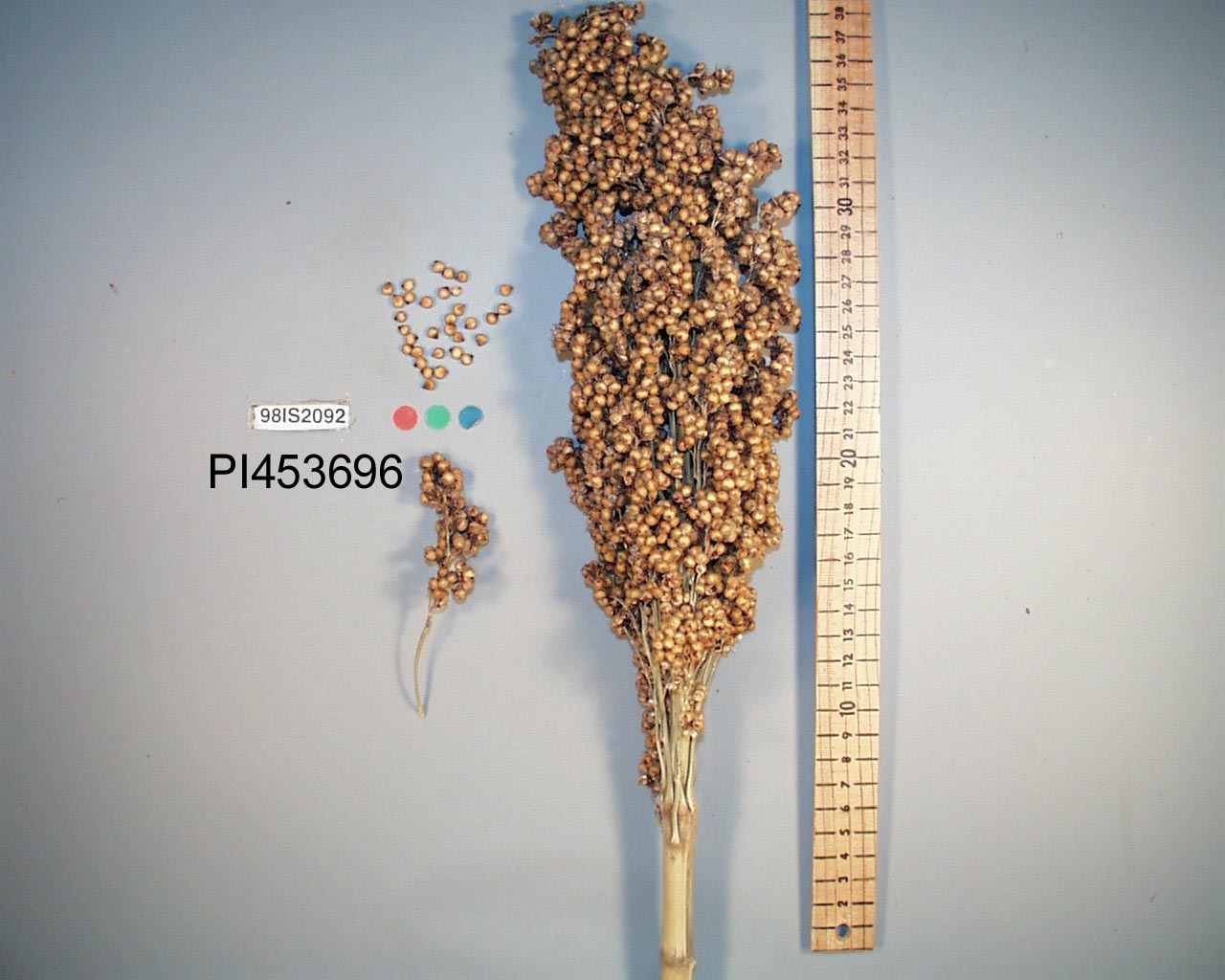 PANICLE