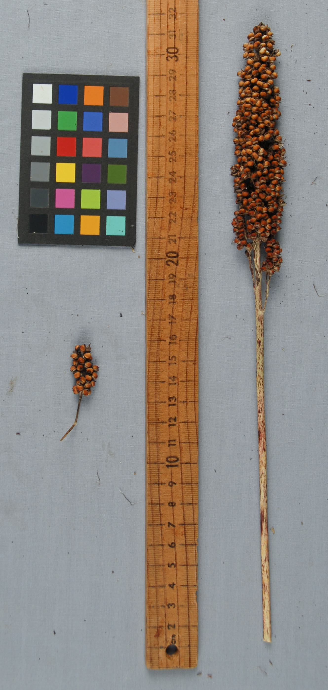 Click for 1 image(s) for this accession. PANICLE