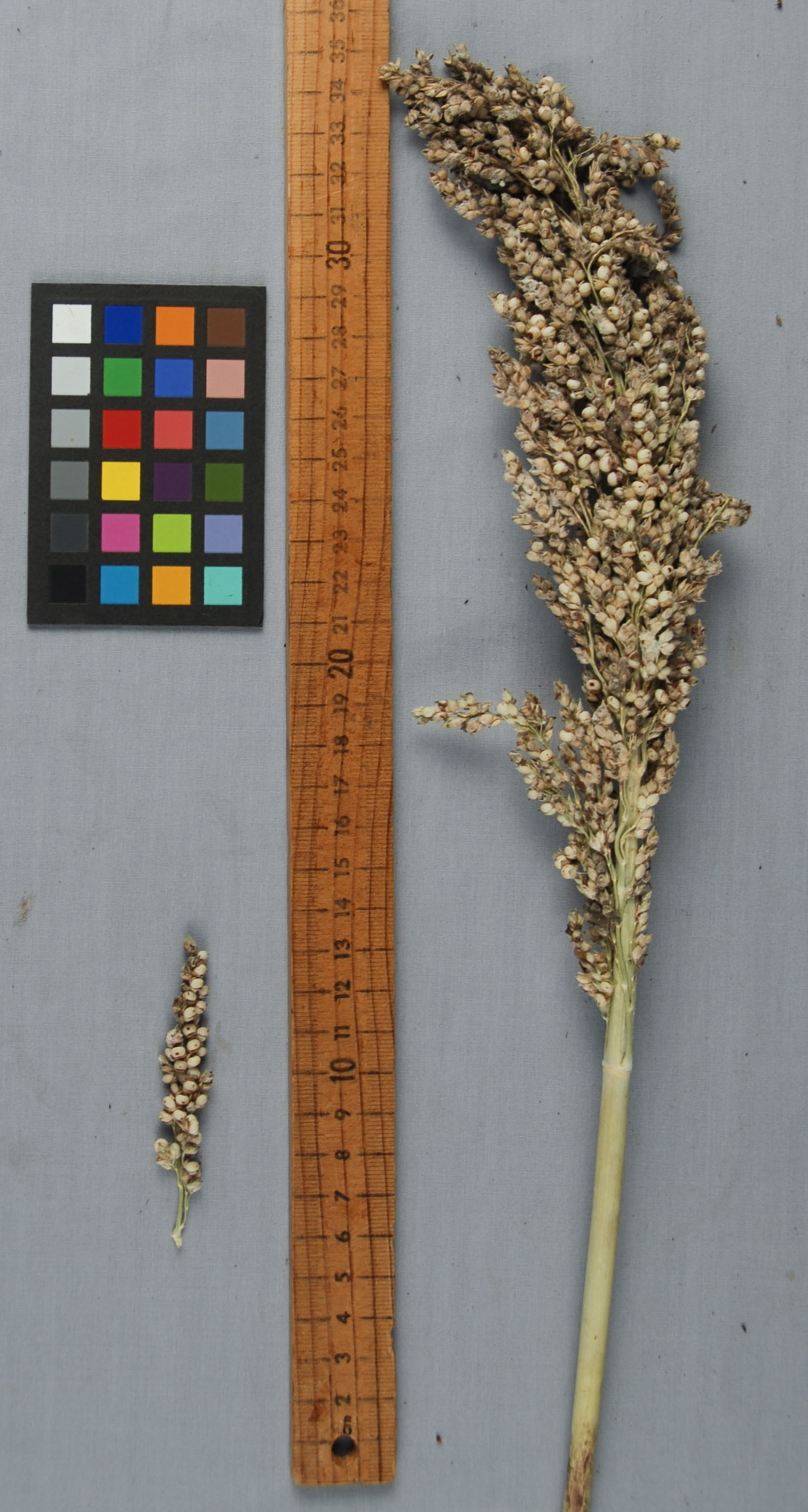 Click for 1 image(s) for this accession. PANICLE
