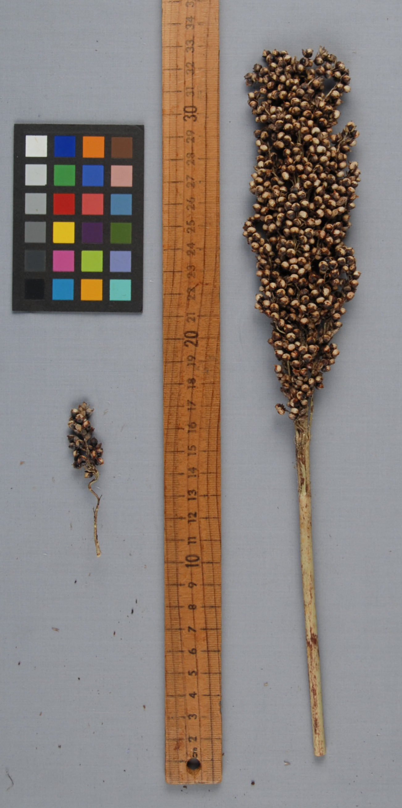 Click for 1 image(s) for this accession. PANICLE