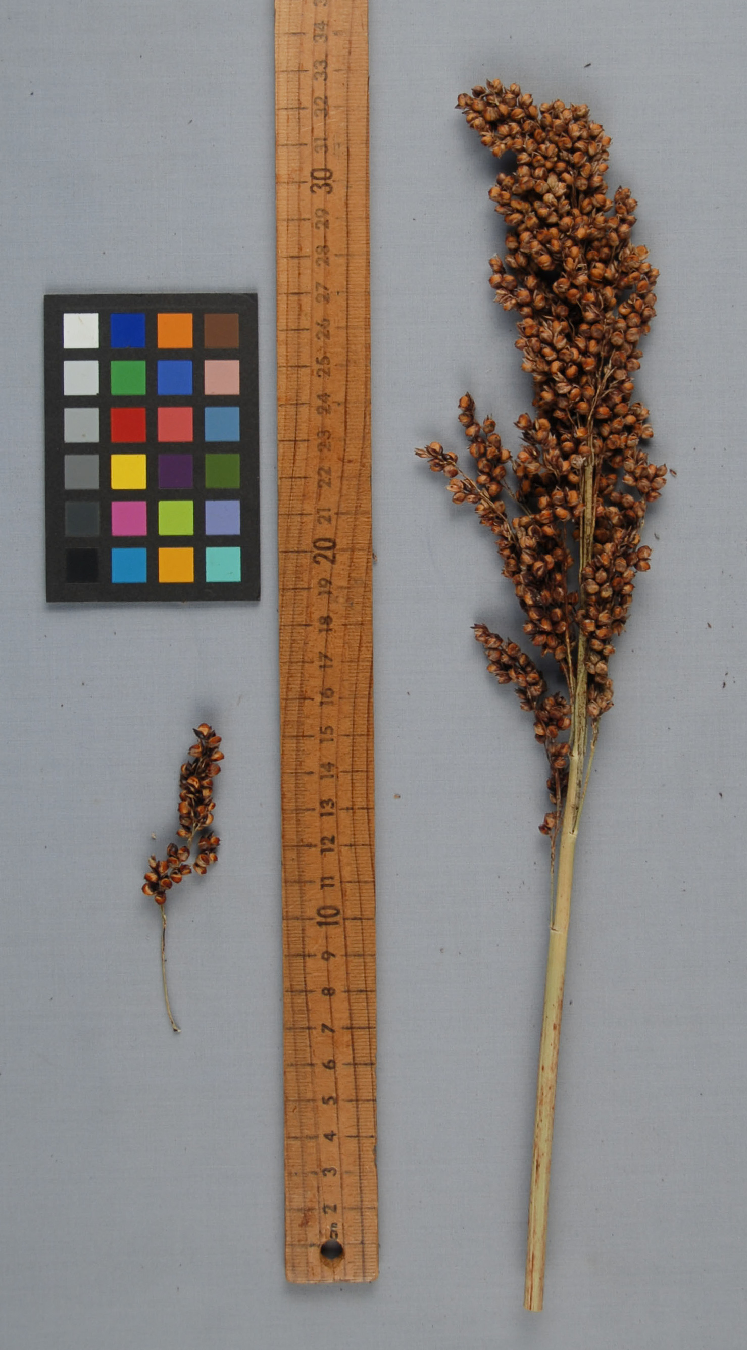 Click for 1 image(s) for this accession. PANICLE