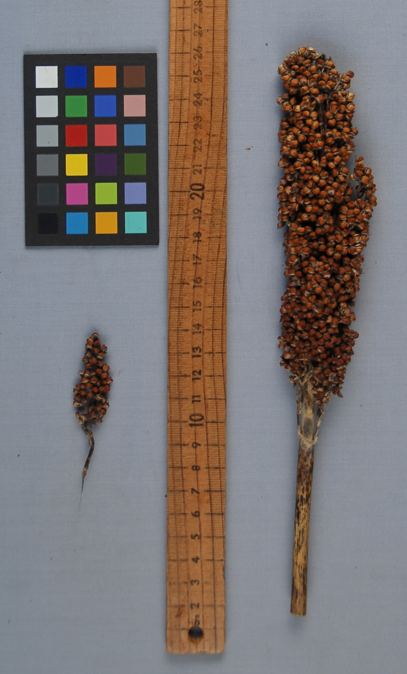 PANICLE