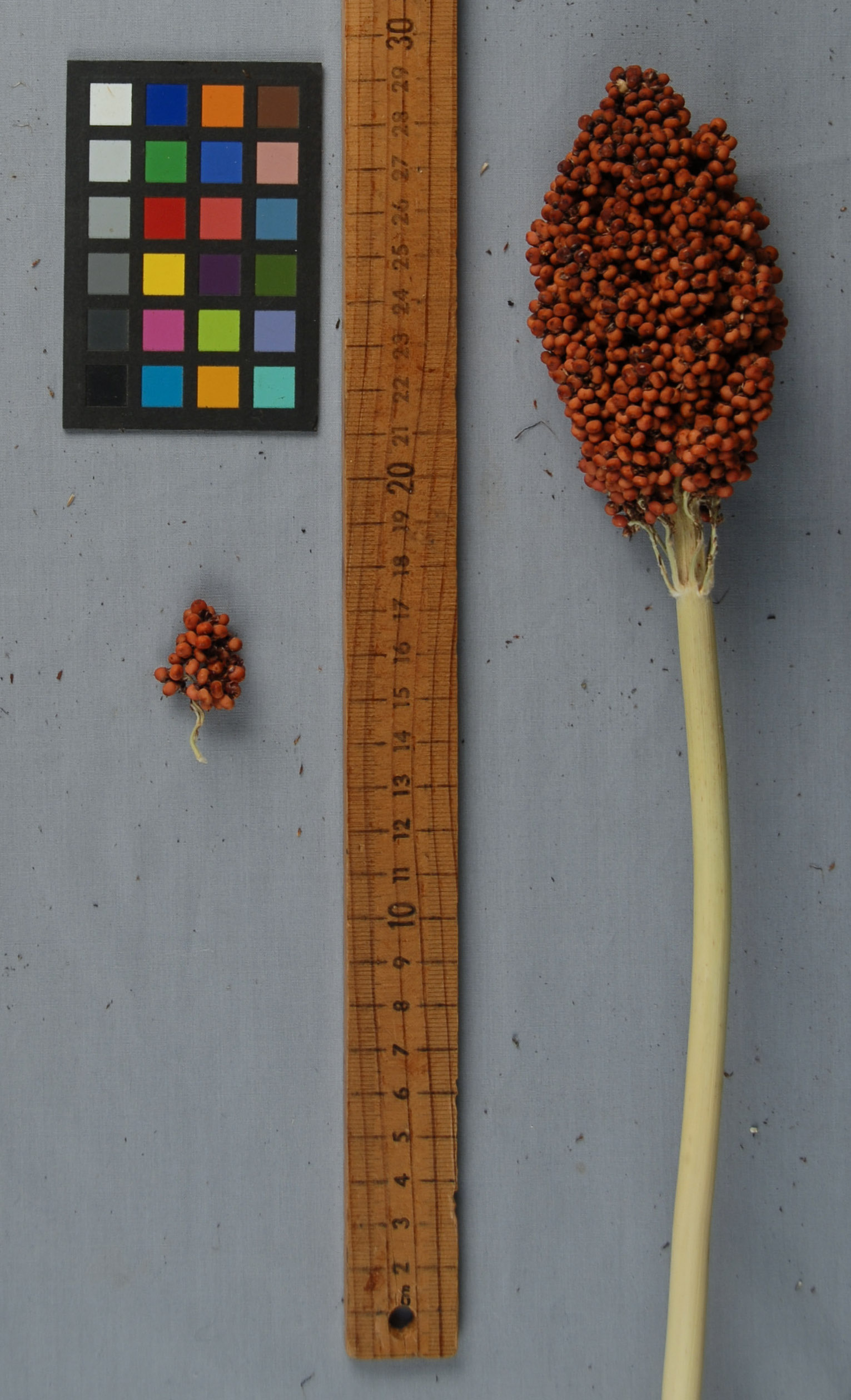 Click for 1 image(s) for this accession. PANICLE