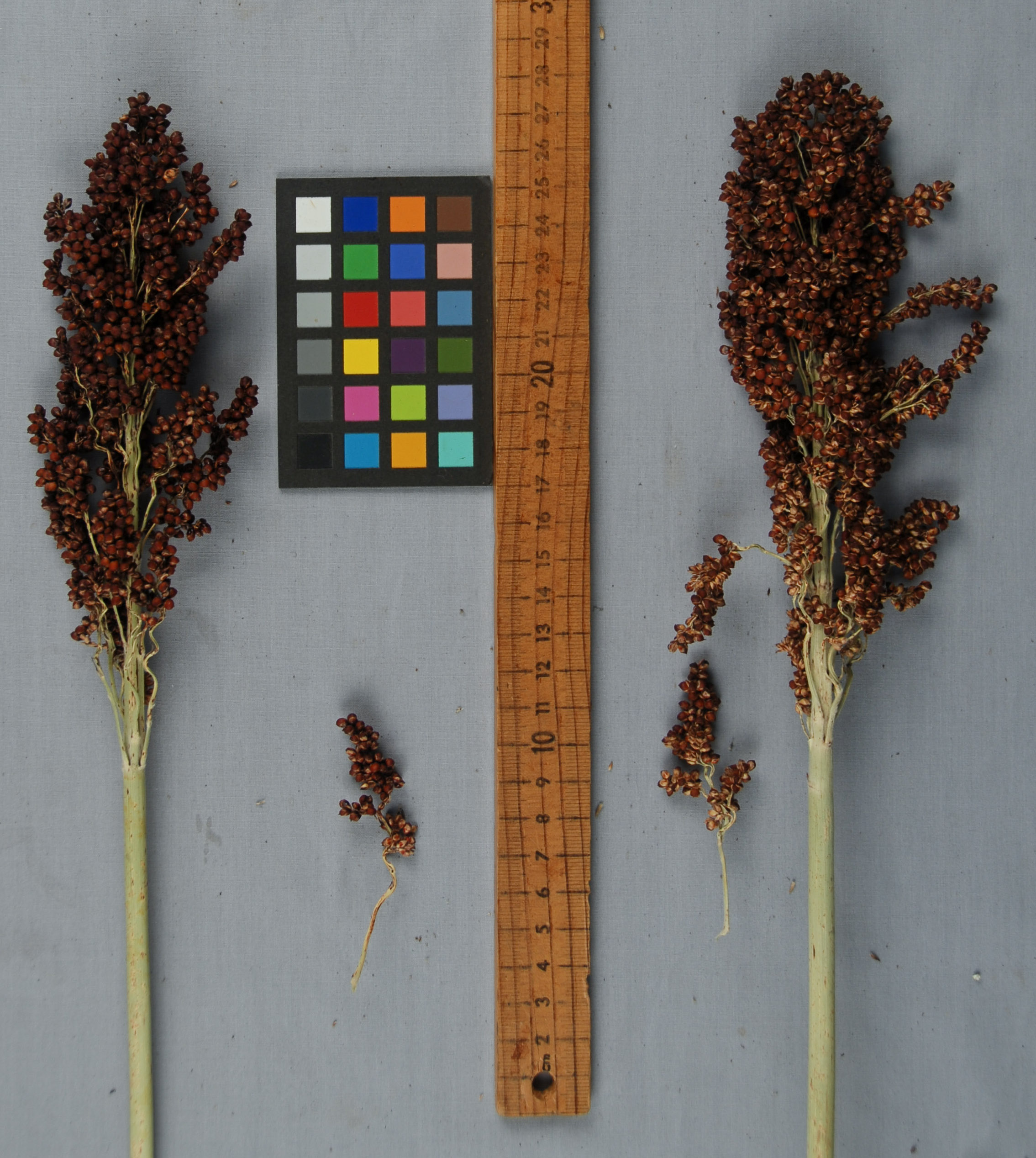 Click for 1 image(s) for this accession. PANICLE
