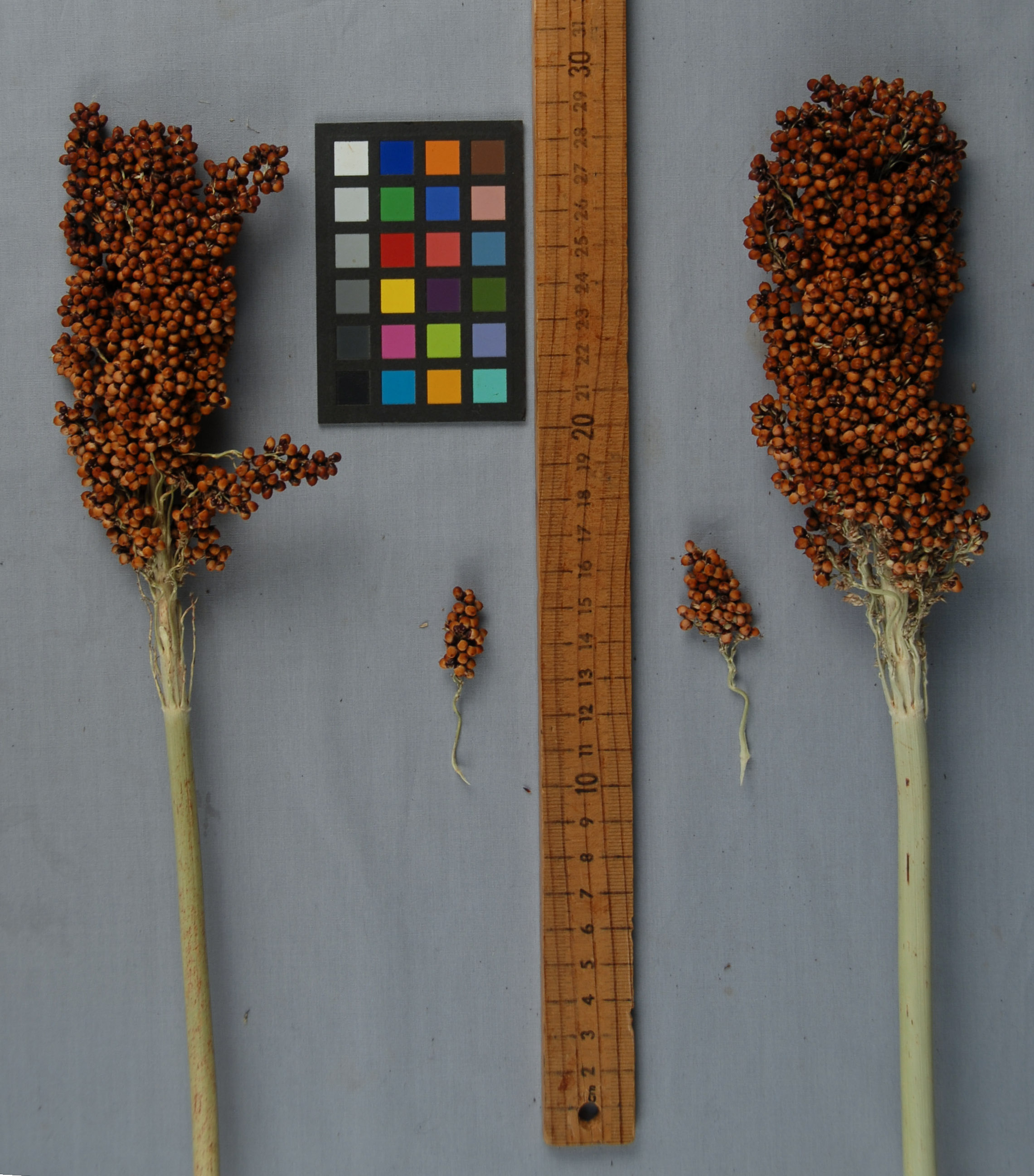 Click for 1 image(s) for this accession. PANICLE