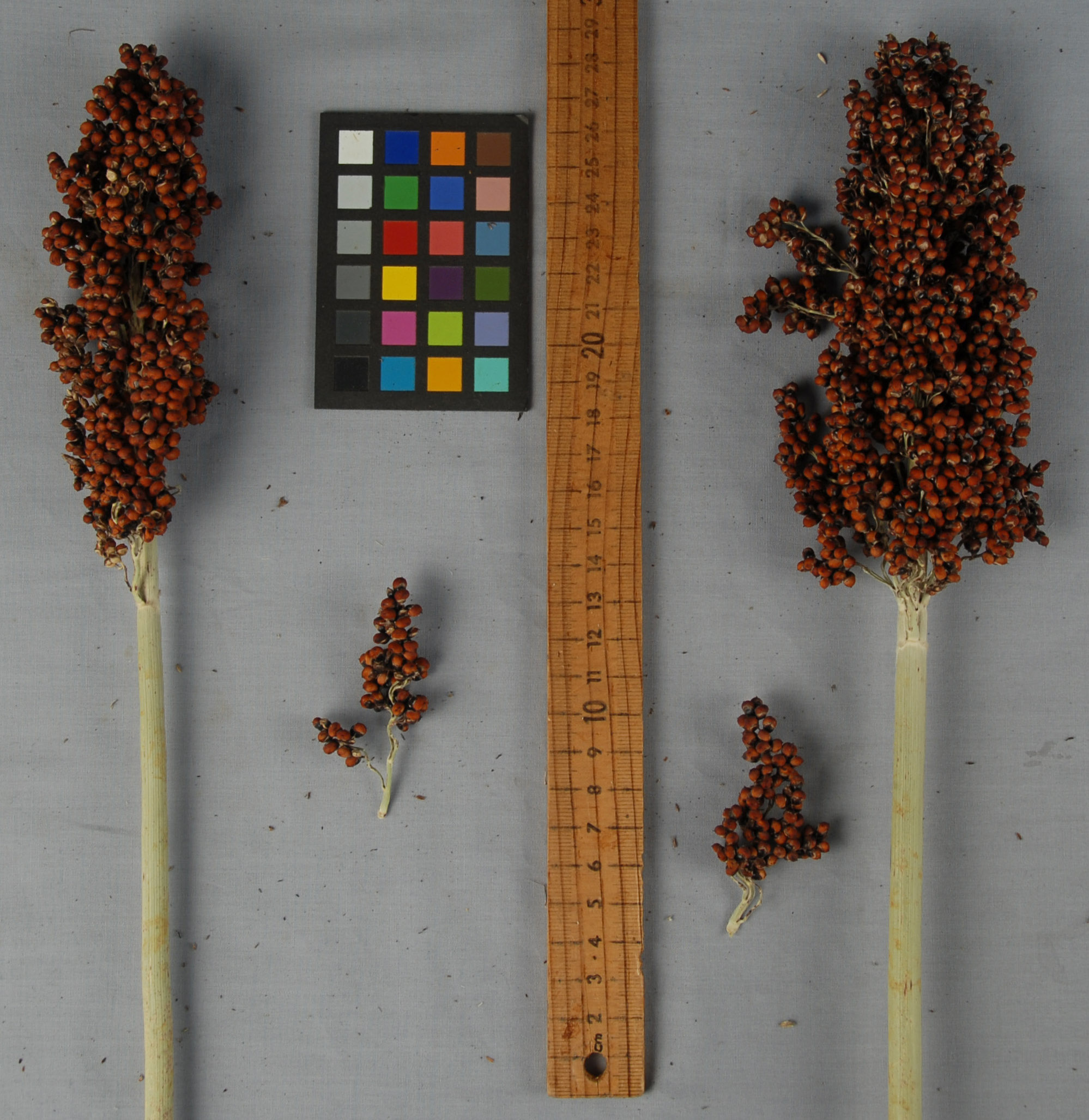 Click for 1 image(s) for this accession. PANICLE